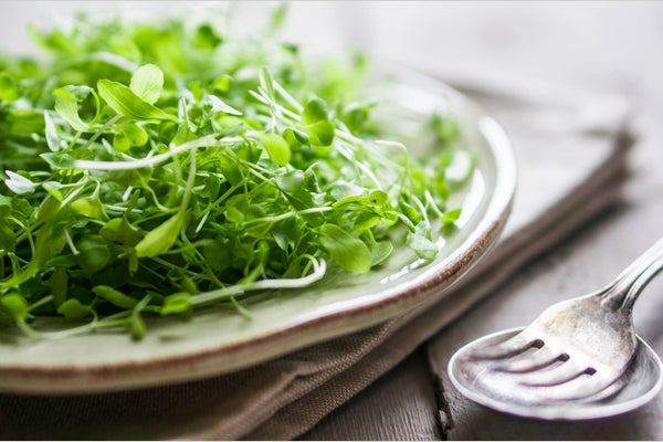 JUICING TIP OF THE WEEK ALFALFA SPROUT